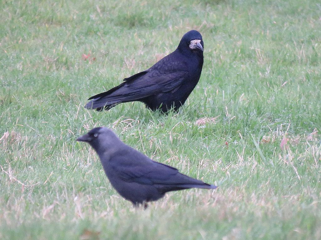  Rook and Jackdaw 